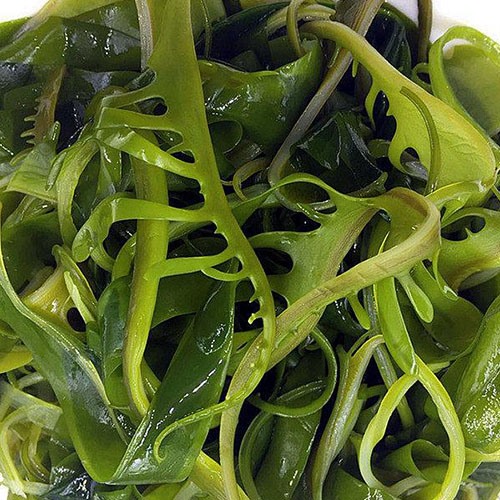 裙帶菜生產(chǎn)線